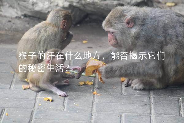 猴子的汗在什么地方，能否揭示它們的秘密生活？